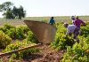 El Convenio del Campo de Ciudad Real contemplará una importante subida para 15.000 trabajadores uva blanca Airén