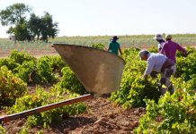 El Convenio del Campo de Ciudad Real contemplará una importante subida para 15.000 trabajadores uva blanca Airén