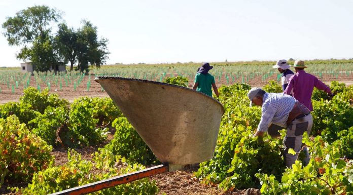 El Convenio del Campo de Ciudad Real contemplará una importante subida para 15.000 trabajadores uva blanca Airén