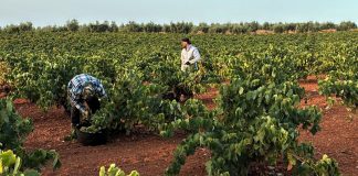 Drástica reducción de cosecha de uva en una importante zona productora Vendiamia