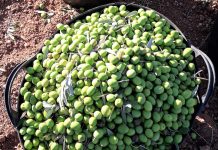 ASAJA Córdoba llama a los agricultores a denunciar los precios de la aceituna de verdeo por debajo de costes aceituna de verdeo