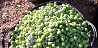 Prevé una corta campaña de verdeo por las elevadas temperaturas, las escasas lluvias y la falta de mano de obra
