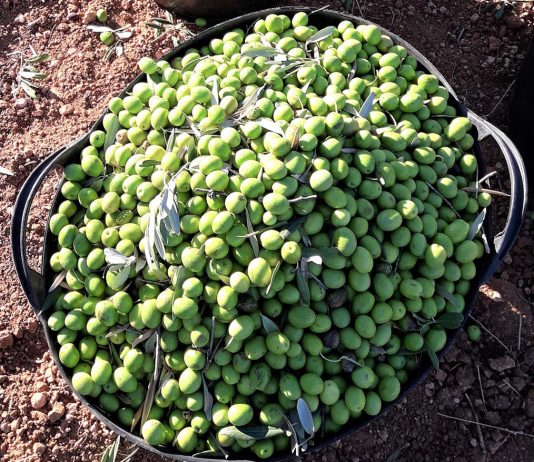 ASAJA Córdoba llama a los agricultores a denunciar los precios de la aceituna de verdeo por debajo de costes aceituna de verdeo