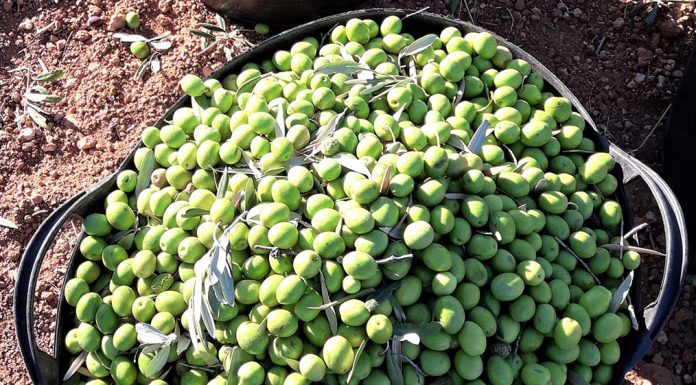 ASAJA Córdoba llama a los agricultores a denunciar los precios de la aceituna de verdeo por debajo de costes aceituna de verdeo