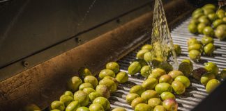El enlace de campaña del aceite de oliva será inferior a las 300.000 toneladas aceitunas