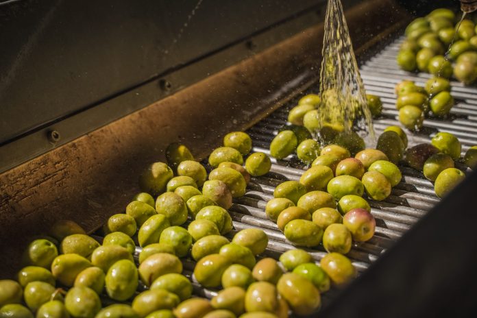 aceitunas
