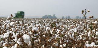 ¿Cómo será la producción de algodón en la próxima campaña en Andalucía? algodón