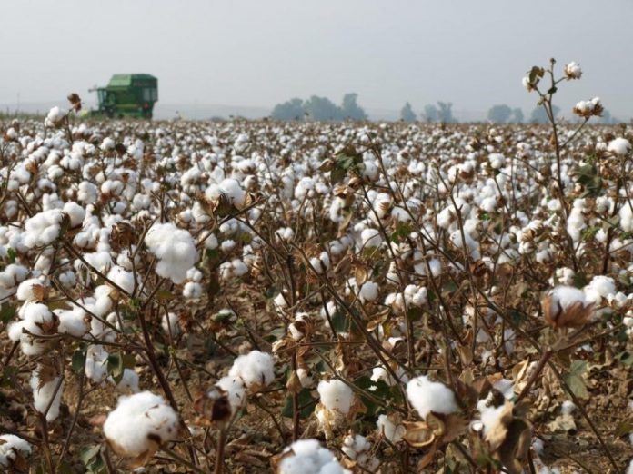 algodón algodón