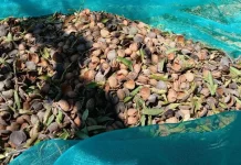 El sector sitúa la previsión de cosecha nacional de almendra por encima de las 135.000 toneladas almendras