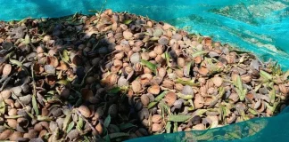 Europa notifica importaciones de almendras de EE. UU. con «riesgo grave» almendras