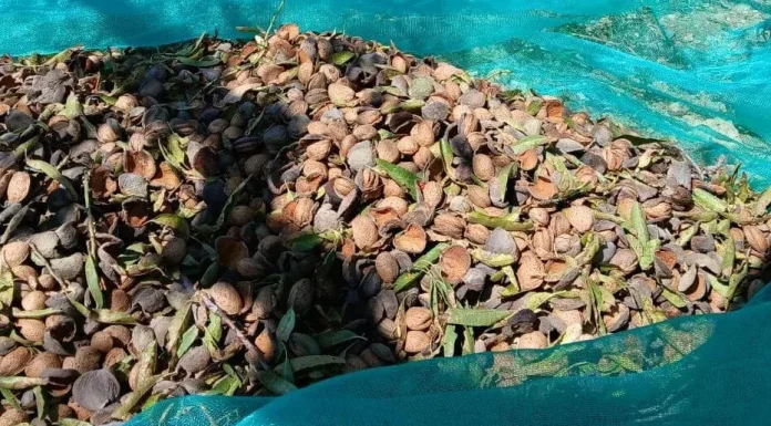 El sector sitúa la previsión de cosecha nacional de almendra por encima de las 135.000 toneladas almendras