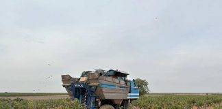 Nueva previsión a la baja de la vendimia de Castilla-La Mancha: 18,5 millones de hectolitros de vino y mosto vendimia de Castilla-La Mancha