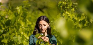 Azufre y cobre de origen biológico para control de enfermedades en cítricos y viñedo koppert