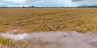 Las lluvias causan daños puntuales pero, en principio, son positivas para la agricultura valenciana lluvias Valencia