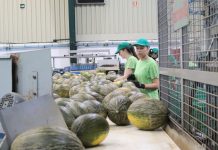 La Ley de Desperdicio Alimentario y su impacto en las cooperativas agroalimentarias y grandes explotaciones agrarias de Castilla-La Mancha melón