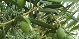 Las plantas de biometano, oportunidad económica y medioambiental para el sector olivarero y la ganadería olivar