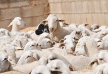 Opinión. La ganadería en Castilla-La Mancha: entre el abandono político y la desinformación. Julián Díaz-Cano. Concejal de Agricultura y Ganadería de La Solana ovejas