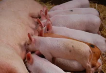 España consolida su liderazgo porcino en 2024 porcino