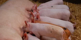 España consolida su liderazgo porcino en 2024 porcino