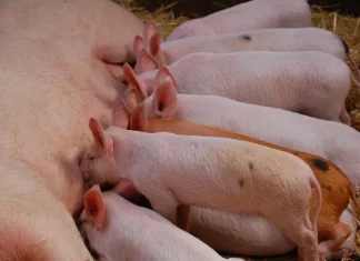 España consolida su liderazgo porcino en 2024 porcino