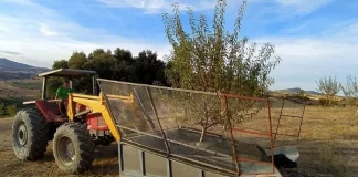 La cosecha de almendra en Granada encara su recta final con resultados similares a 2024 almendra