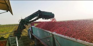 El tomate de industria no levanta cabeza, con pérdidas históricas para los agricultores tomate de industria