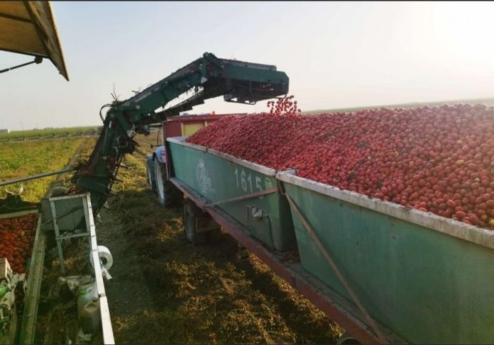 tomate de industria tomate de industria