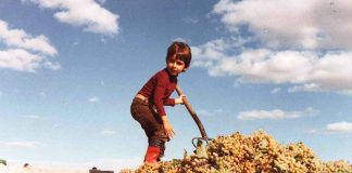 Cuando te faltan vendimias. Rubén Villanueva. Responsable de Comunicación. COAG vendimias