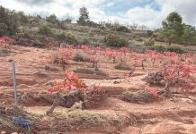 UPA denuncia la eliminación de una partida de ayudas a agricultores afectados por la DANA DANA