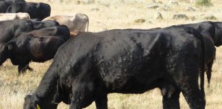 Insta al Ministerio de Agricultura a extender la vacunación preventiva contra la Dermatosis Nodular Contagiosa (DNC) Vaca Dermatosis Nodular Contagiosa (DNC)