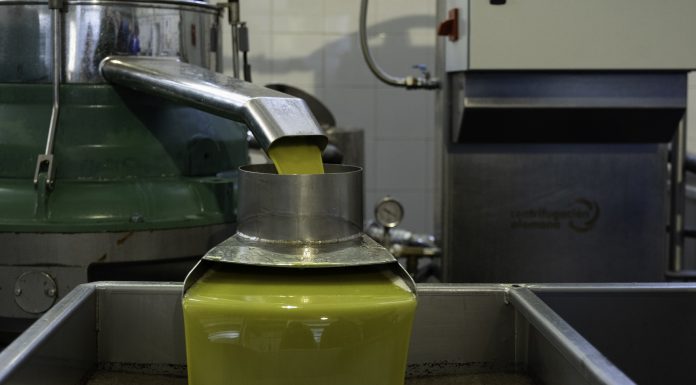 La nueva campaña de comercialización de aceite de oliva arranca con muy buen ritmo en las salidas aceite de oliva