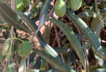 ASAJA advierte de la crítica situación del olivar en una provincia andaluza aceituna arrugada