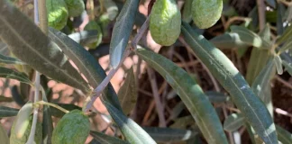 ASAJA advierte de la crítica situación del olivar en una provincia andaluza aceituna arrugada