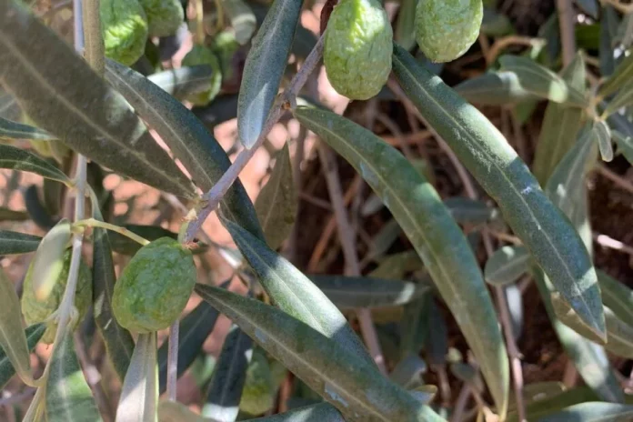 aceituna arrugada