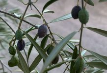 “Aunque empiece a llover el daño ya está hecho en el olivar” aceitunas secas
