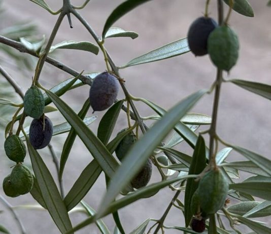 “Aunque empiece a llover el daño ya está hecho en el olivar” aceitunas secas