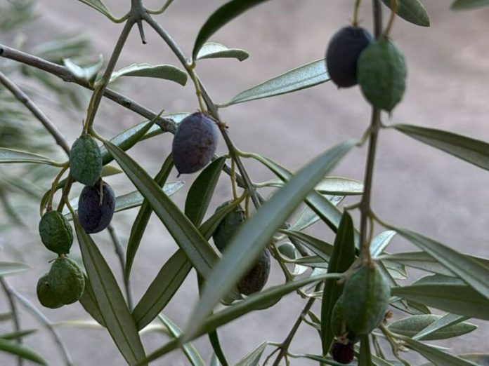 aceitunas secas