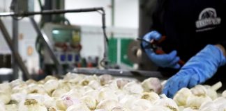 El precio del ajo y la cebolla extranjeros desplaza al producto español en Europa ajo producción