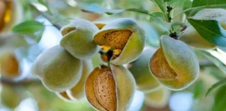 Desigual cosecha de almendra en Aragón por las lluvias de marzo y la presión del mercado