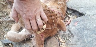 Denuncia nuevos ataques del lobo al ganado de la Sierra Norte de Guadalajara