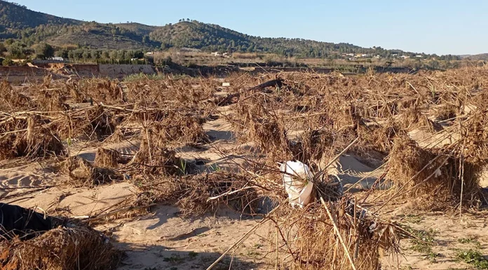 Agricultura abona 1.081 millones a 98.049 agricultores y ganaderos afectados por las borrascas dana