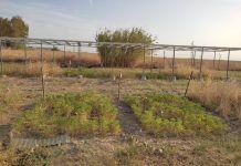 Investiga el potencial de una leguminosa resistente a la sequía como forrajera para la dehesa forrajeras