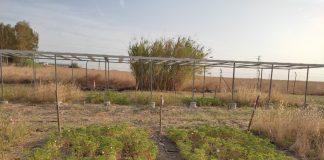 Investiga el potencial de una leguminosa resistente a la sequía como forrajera para la dehesa forrajeras