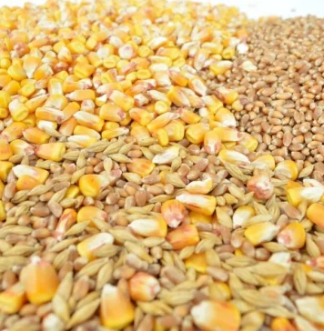 Leve repunte de los precios de los cereales en el mercado interior grano