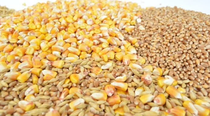 Denuncia que “la competencia desleal” está hundiendo los precios del cereal español grano