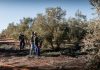 Al olivar de regadío también le pasa factura la climatología Campaña aceituna