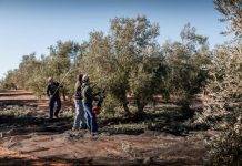 Al olivar de regadío también le pasa factura la climatología Campaña aceituna