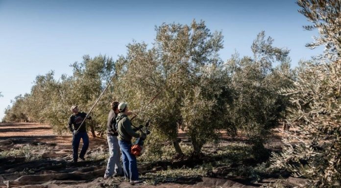 Al olivar de regadío también le pasa factura la climatología Campaña aceituna