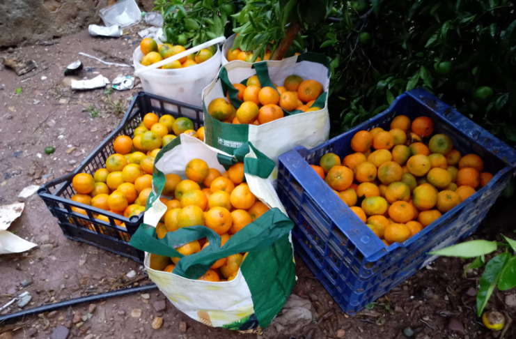 Comienza la recolección de cítricos y empiezan los primeros robos