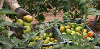 El Parlamento Europeo blinda los contratos por escrito en el campo tomates